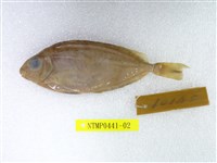 藏品(褐籃子魚)的圖片